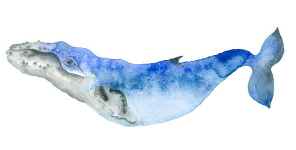 水彩的蓝鲸