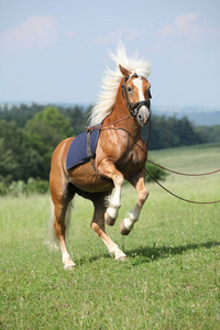 惊人的 haflinger 种马腾跃在美丽的大自然