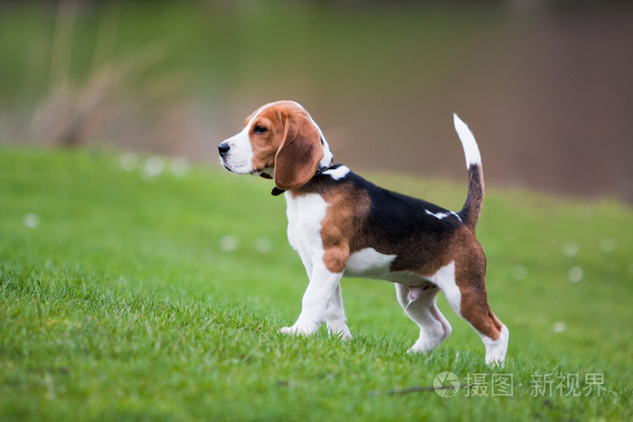 小猎犬在绿草上