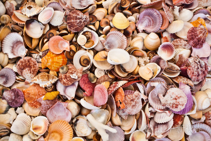 贝壳海洋贝类seashell的复数形式海中软体动物的壳贝壳seashell的名词