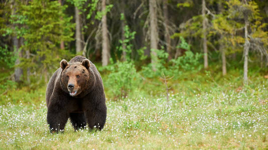 棕色的大熊，环顾四周