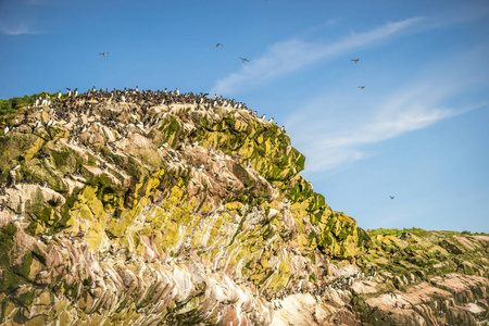 常见的 Murre 鸟类坐和飞越无法进入岩石，C