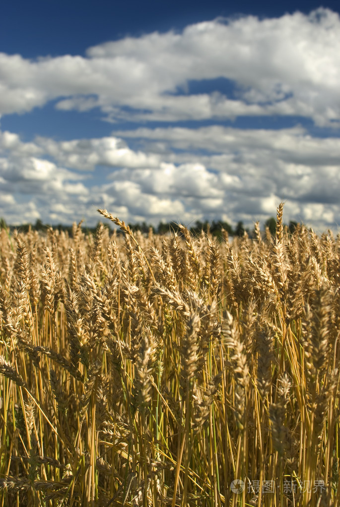 黄金麦场照片-正版商用图片01fnzi-摄图新视界