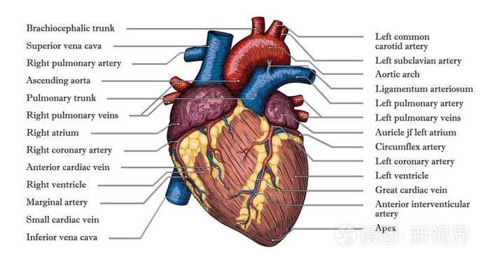 解剖人体心脏手绘制的彩色海报与题字
