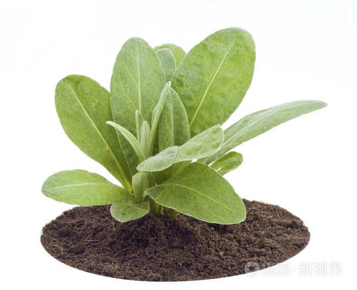 幼嫩的树苗在花园里长出了矢车菊