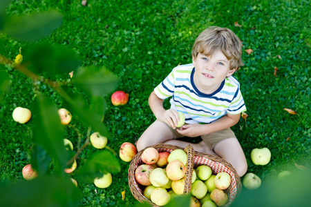 农场秋摘红苹果的小小孩男孩