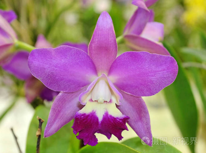 紫色兰花花