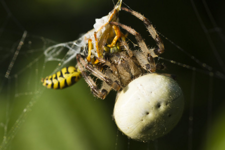 被蜘蛛杀死照片