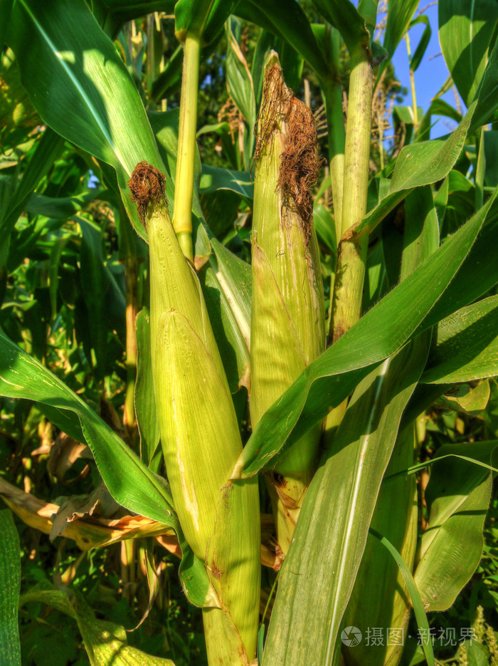 成熟的玉米穗