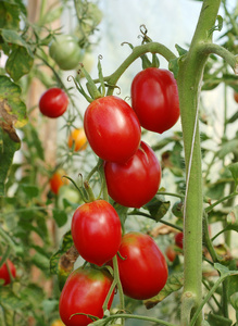 番茄，西红柿 tomato的名词复数 