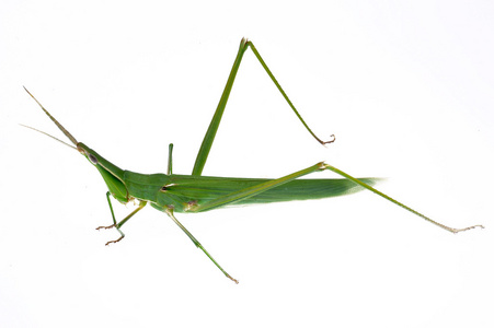 蚱蜢,蝗虫,蚂蚱 [空]小型侦察机照片