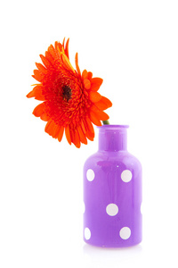 欢快的紫色点缀花瓶，格伯花