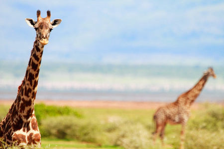 长颈鹿 giraffe的名词复数 