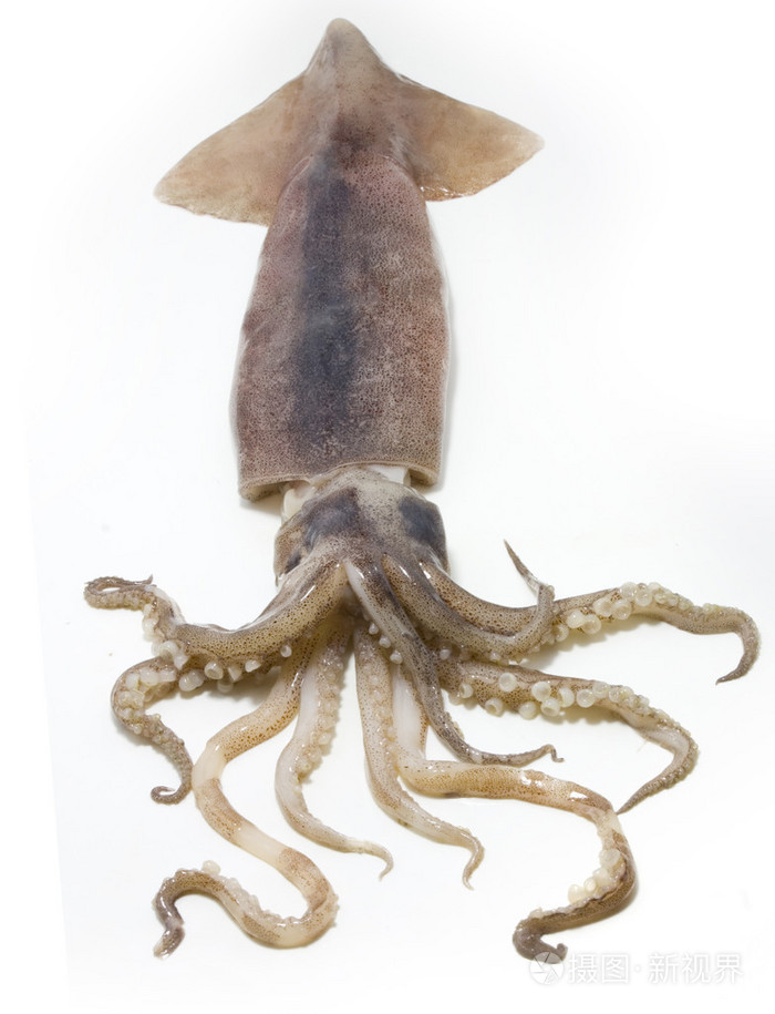 乌贼,墨鱼 鱿鱼