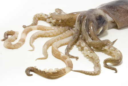 鱿鱼足乌贼,墨鱼 鱿鱼照片