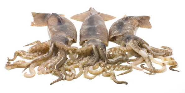 乌贼，墨鱼 squid的名词复数  鱿鱼