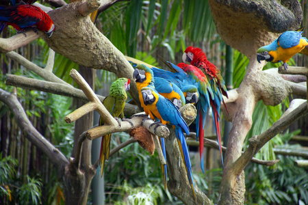 热带雨林中的鹦鹉。