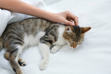 女人和猫咪可爱猫咪和年轻的女人躺在床上,照片