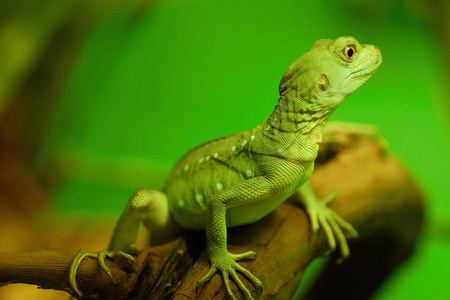 美丽的绿色蜥蜴图片