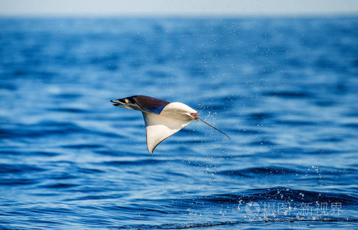 跳出水面的莫布拉雷