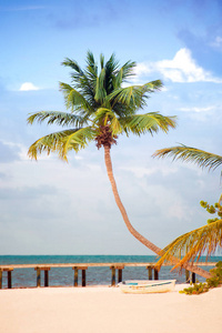 大西洋沿岸的码头和棕榈树的沙滩