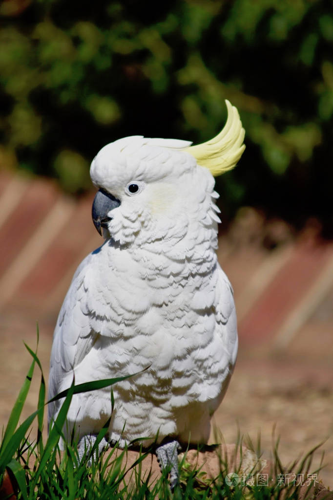 白鹦鹉与蓬松的羽毛