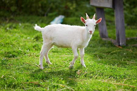 羊在草地上图片