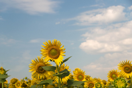 向日葵，葵花 sunflower的名词复数 