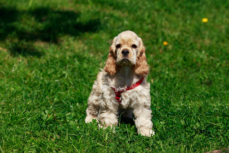 小狗美国可卡犬