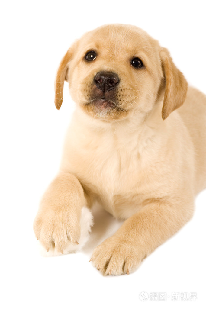 拉布拉多犬毛球