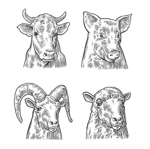 农场动物图标集。猪 牛 绵羊和山羊的头