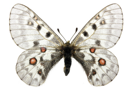 蝴蝶阿波罗图片