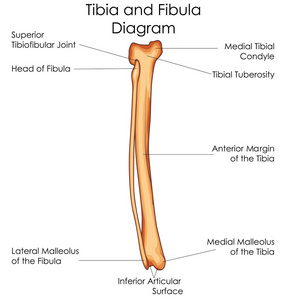医学教育的生物学的胫骨和腓骨图图