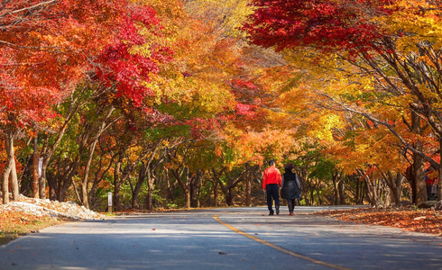 Naejangsan 国家公园旅游，韩国秋季