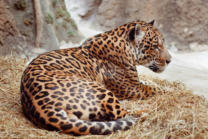 一只豹子的特写镜头