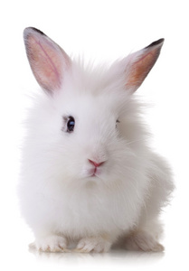 一只小兔子的画像
