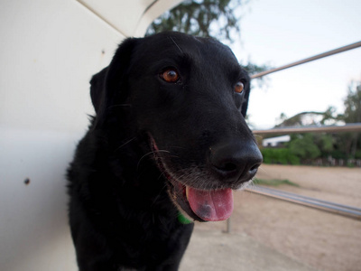 黑猎犬狗伸出舌头站在救生塔上的北岸海滩上欧胡岛