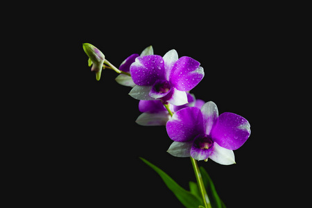 紫罗兰色的花，紫色的花朵，在黑暗的背景中分离