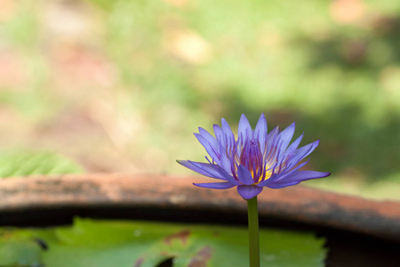 紫色莲花