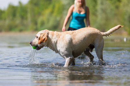 成熟的女人玩弄在湖中的一只拉布拉多犬