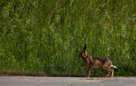 兔子站在一条路