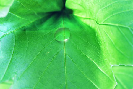 绿叶的水滴