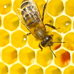 蜜蜂将花蜜转换成蜂蜜