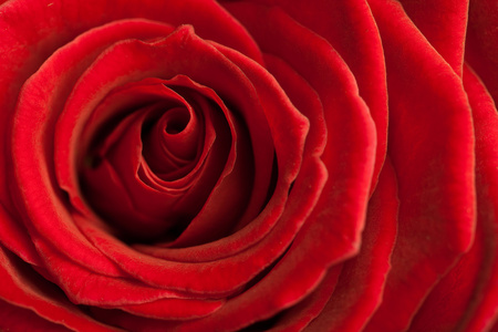 美丽的红玫瑰图案