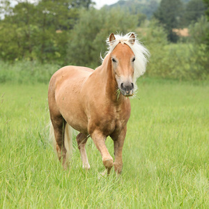 在自由中运行的很好 haflinger