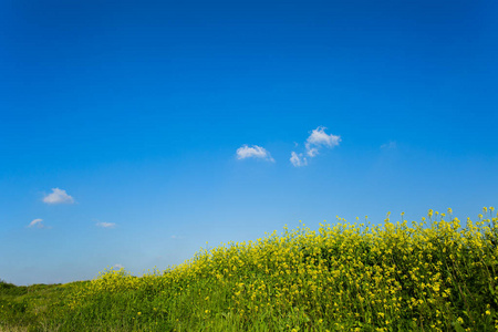 蓝蓝的天空和榨菜厂场