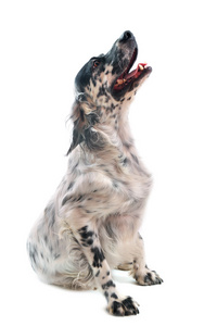 动物英国谍犬，英国塞特种猎狗用于捕鸟