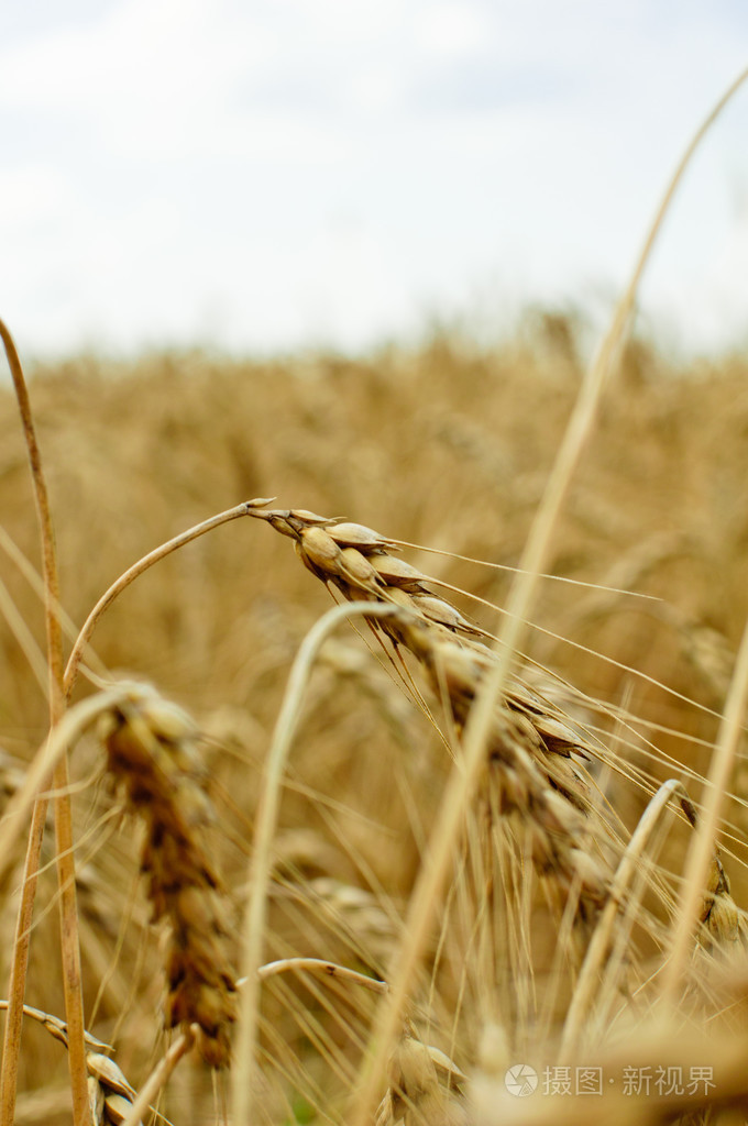 成熟的小麦在蓝天上