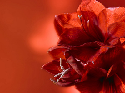 美丽的红色花卉图片