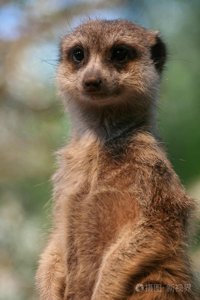 南非海岛猫鼬蒙哥